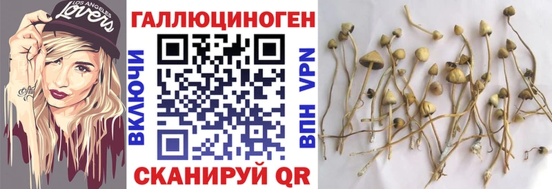 Галлюциногенные грибы Cubensis  Купить закладки  Саров 